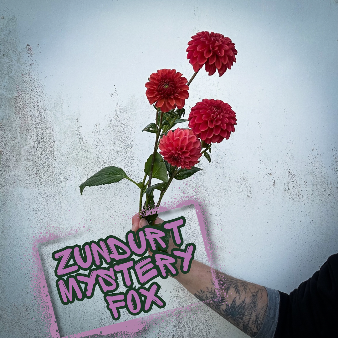 Zundert Mystery Fox Dahlia Tuber