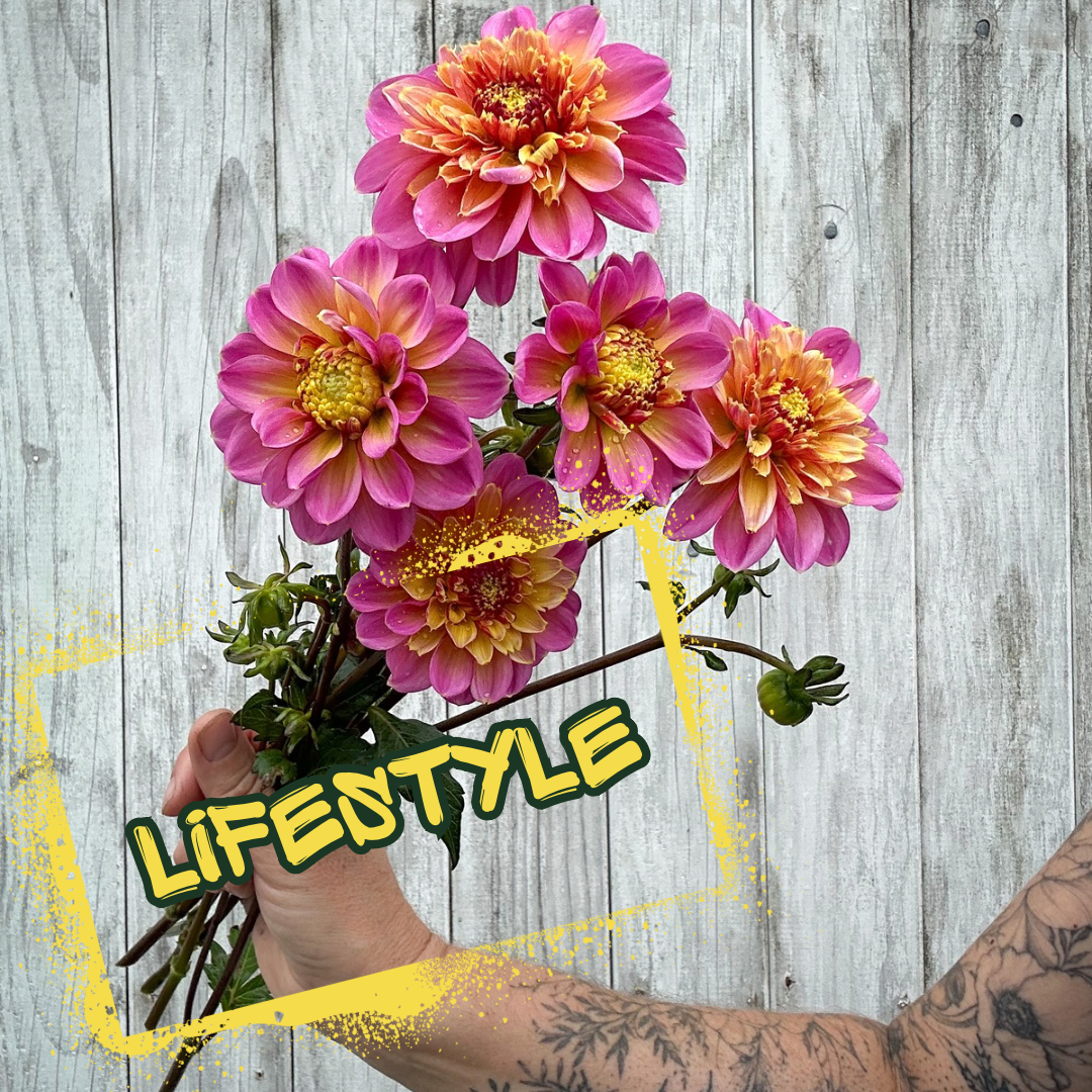 Lifestyle Dahlia Tuber