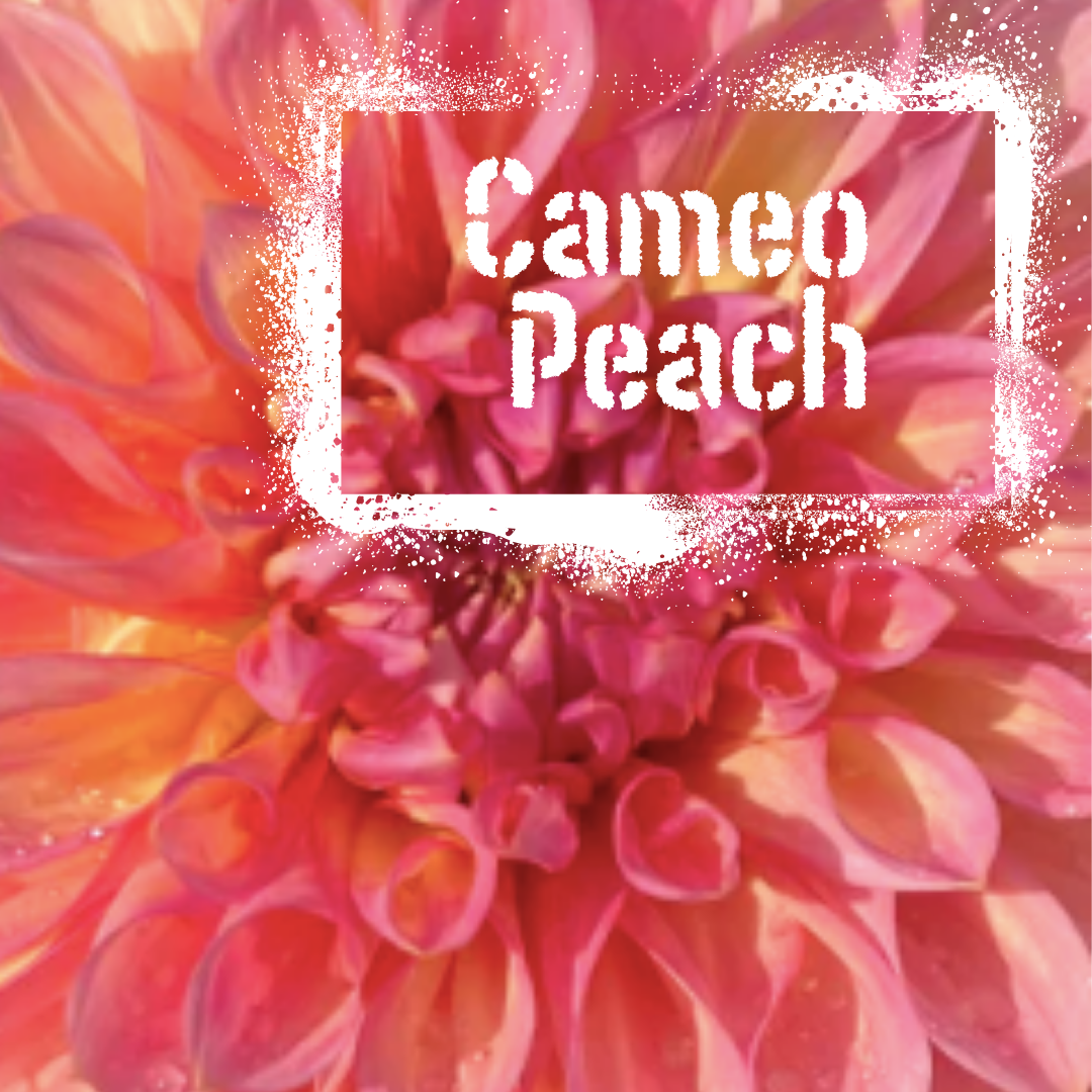 Cameo Peach Dahlia tuber