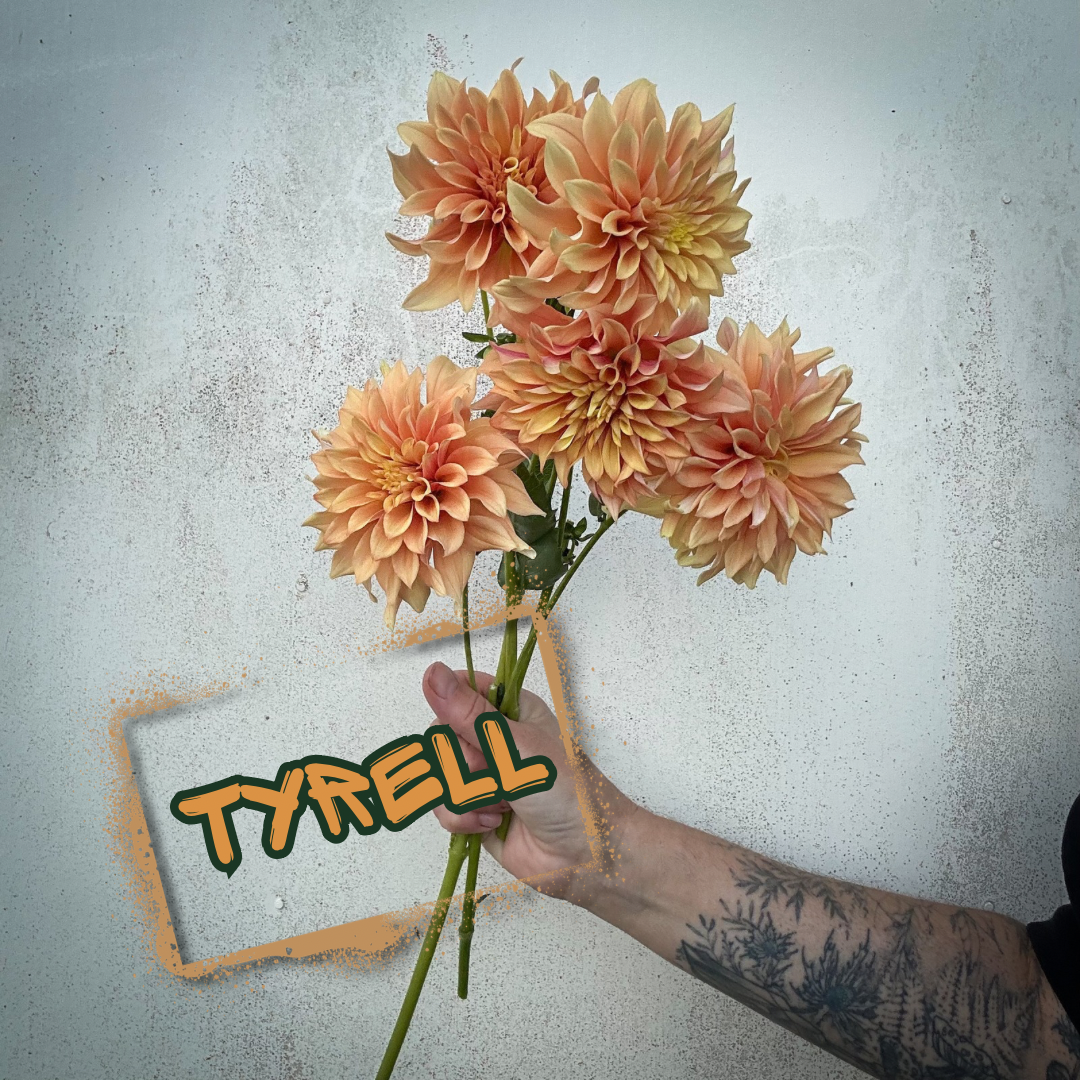 Tyrell Dahlia Tuber