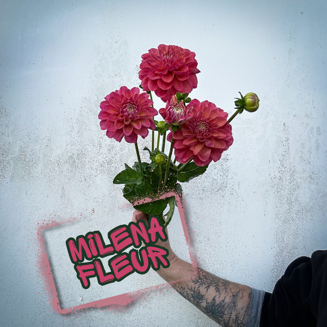 Milena Fleur Dahlia Tuber