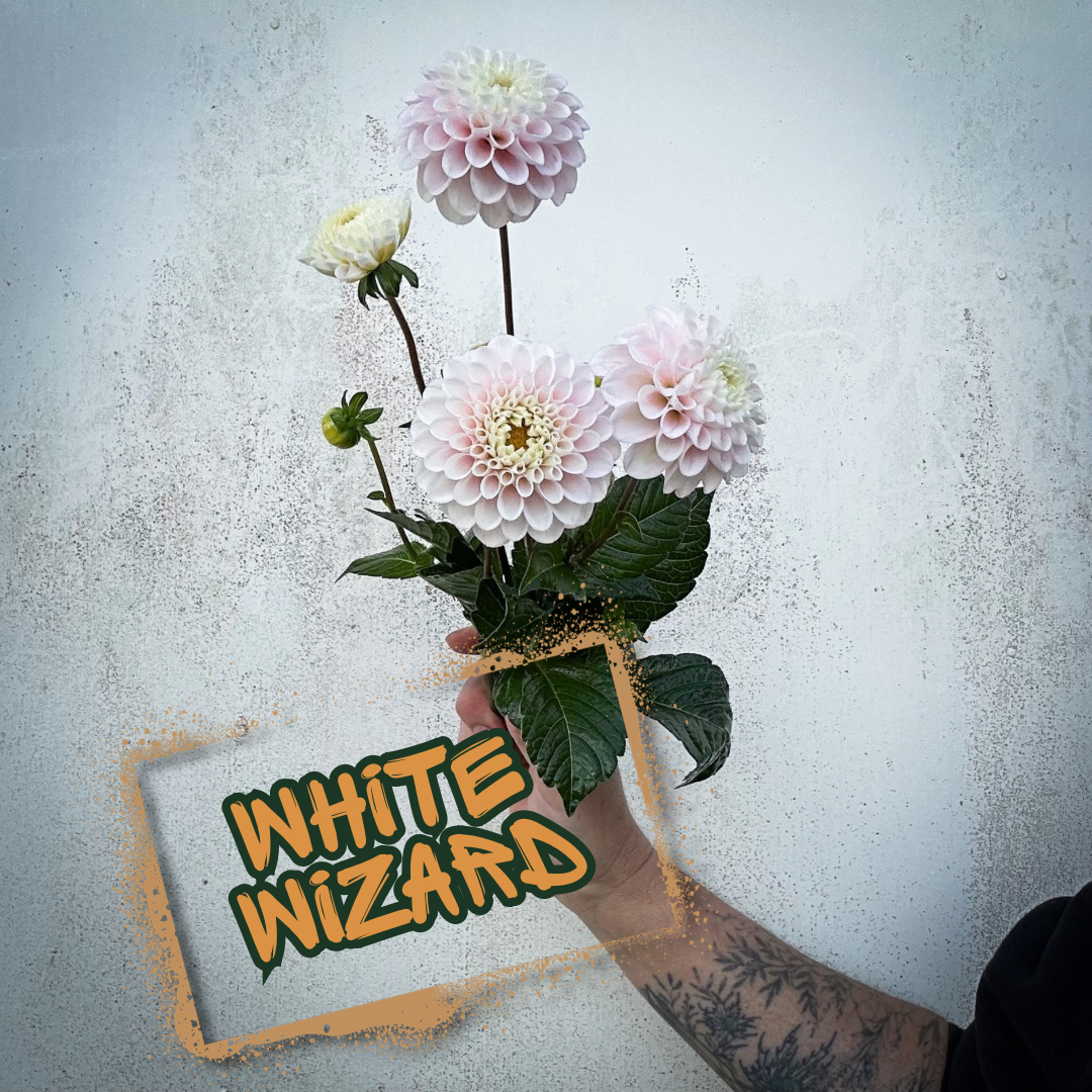 White Wizard Dahlia Tuber