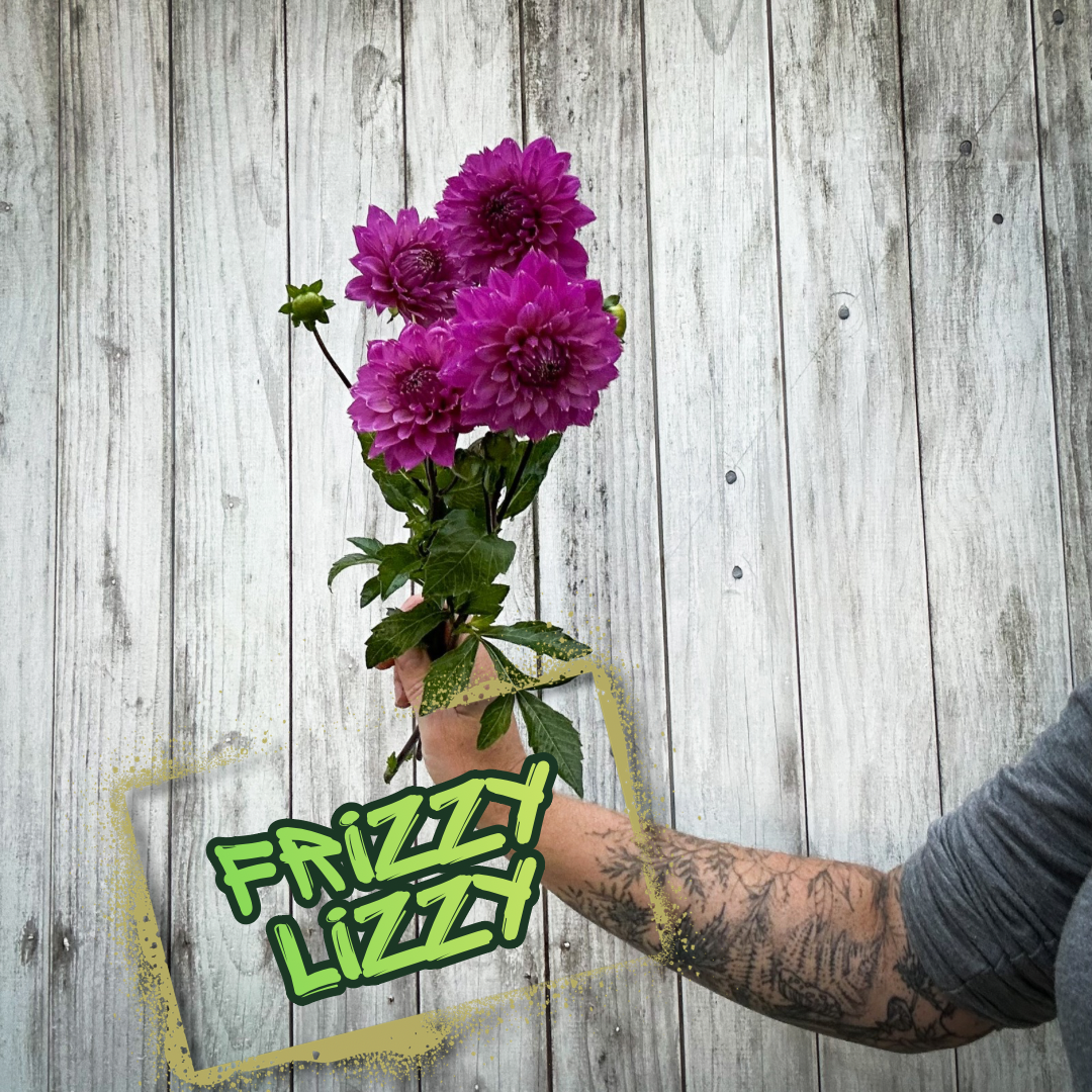 Frizzy Lizzy Dahlia Tuber