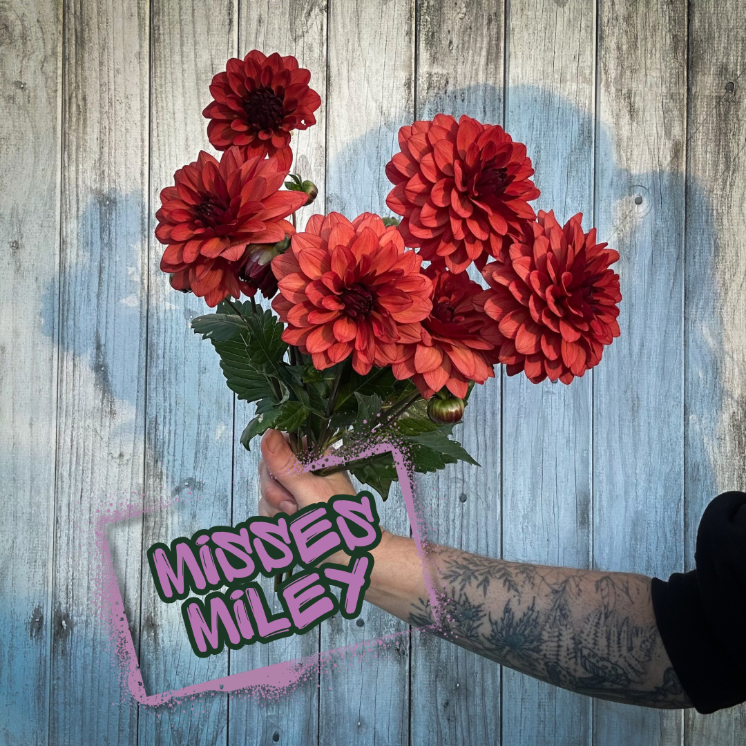 Misses Miley Dahlia Tuber