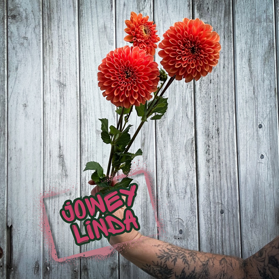 Jowey Linda Dahlia Tuber
