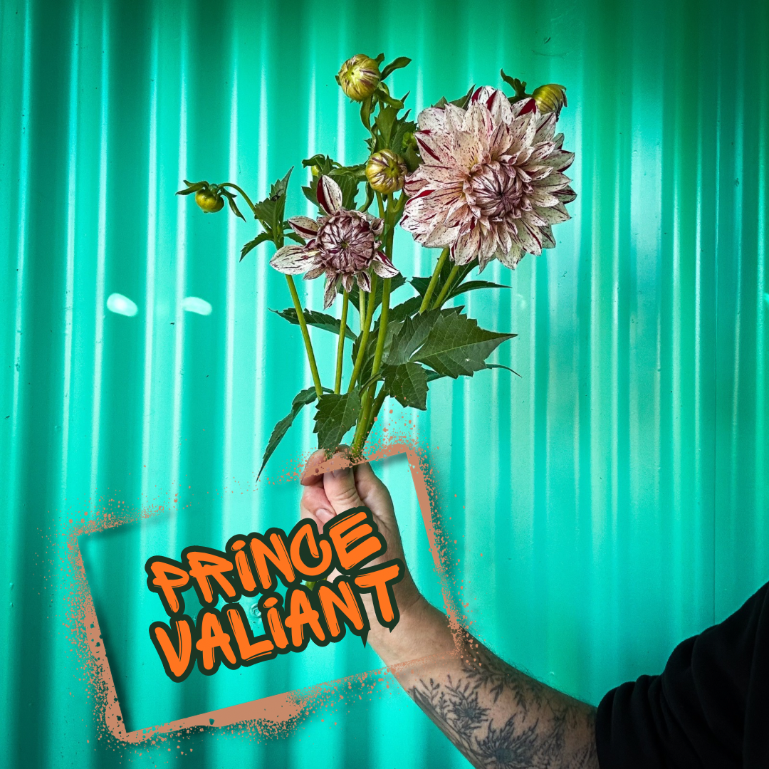 Prince Valiant