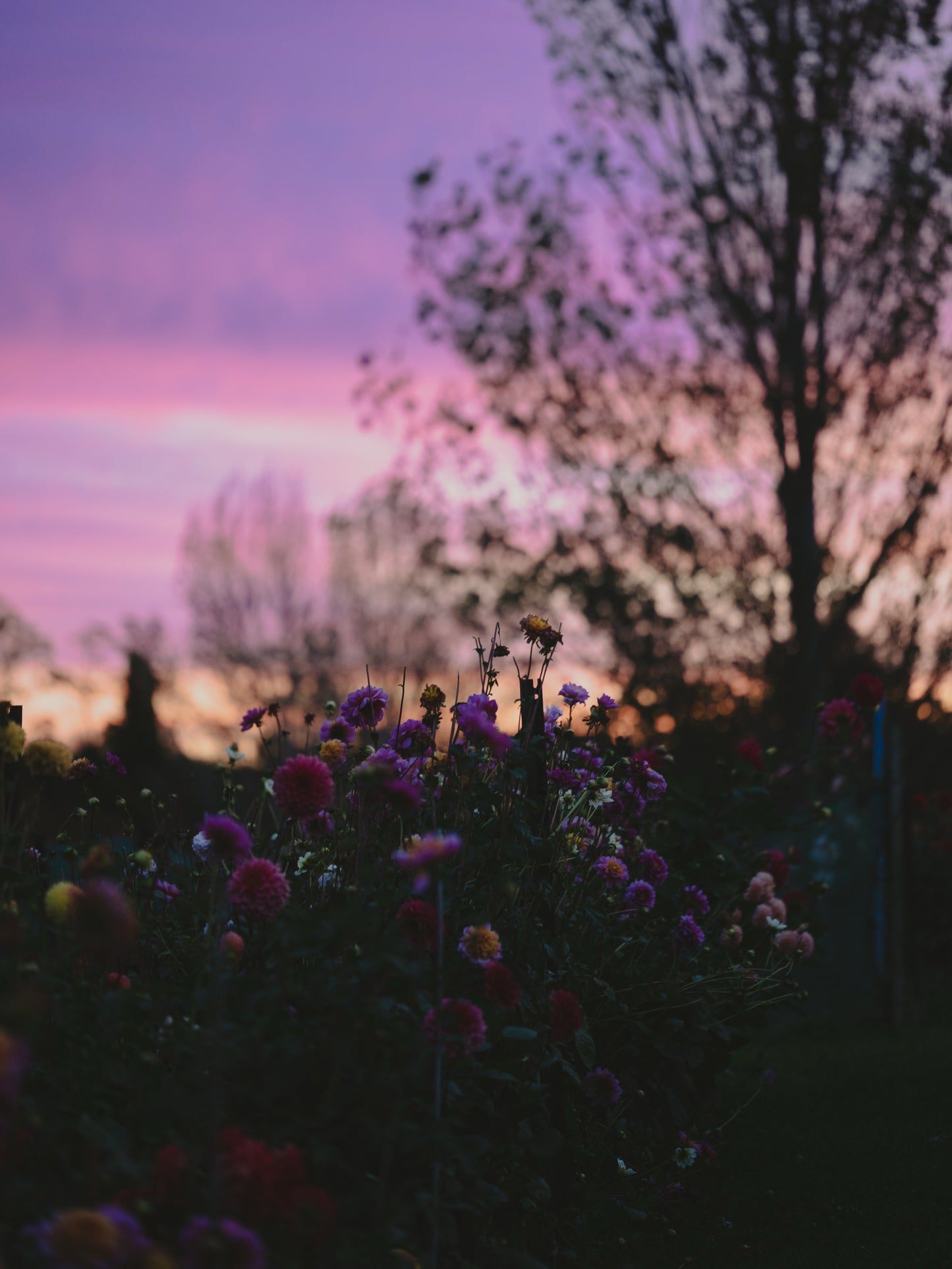 Dahlia Farm Experiences