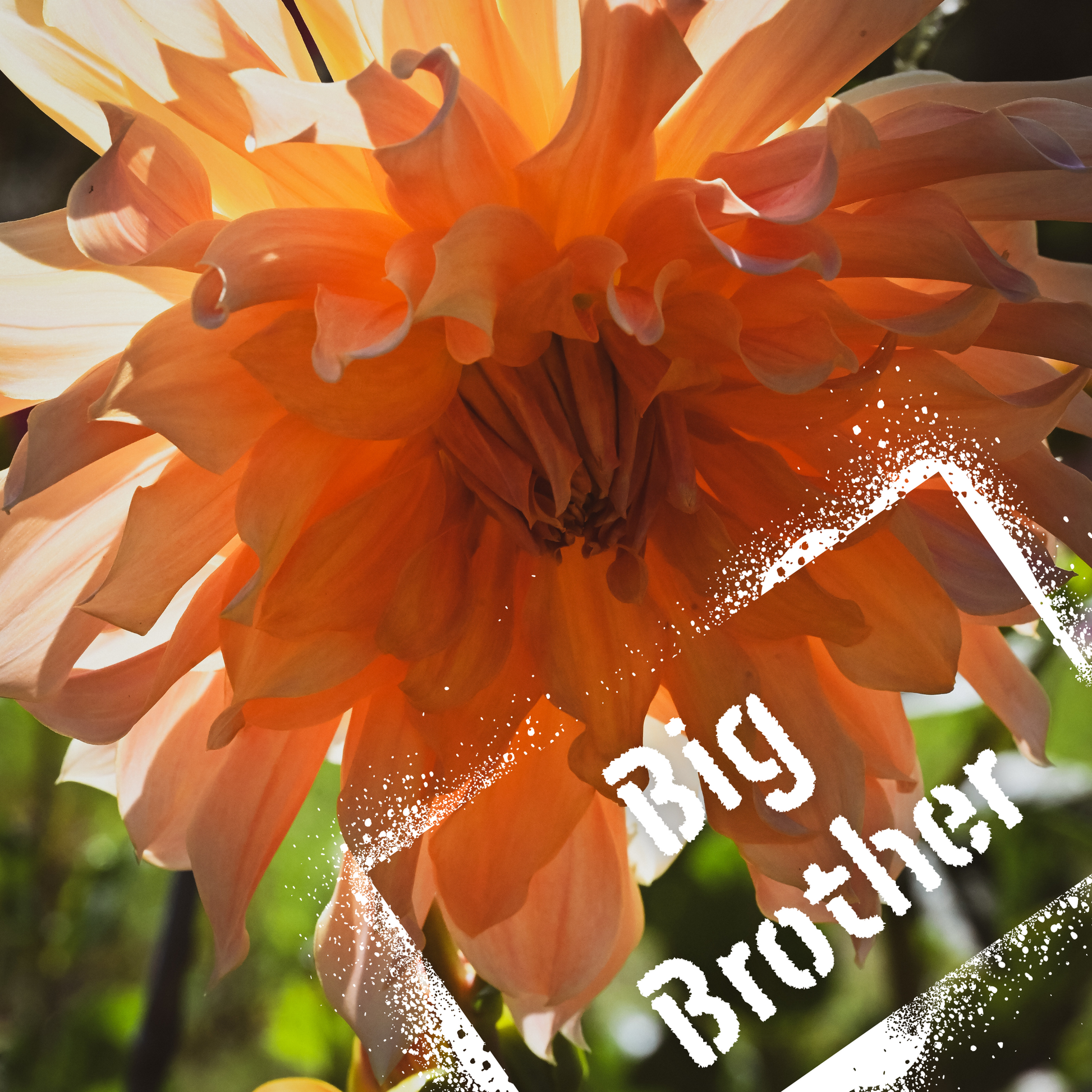 Big brother NZ-grown tubers available from The Wildstyler NZ