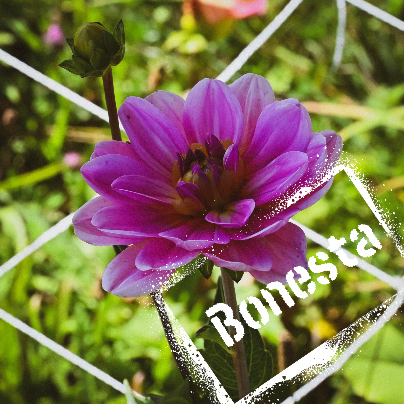 Soft pink and white waterlily dahlia. Bonesta tubers for sale online at The Wildstyler soon