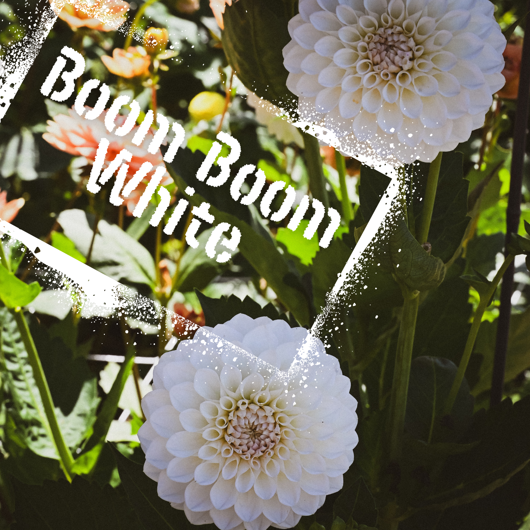 Beautiful blush ball dahlia. Tubers go on sale in August from The Wildstyler NZ