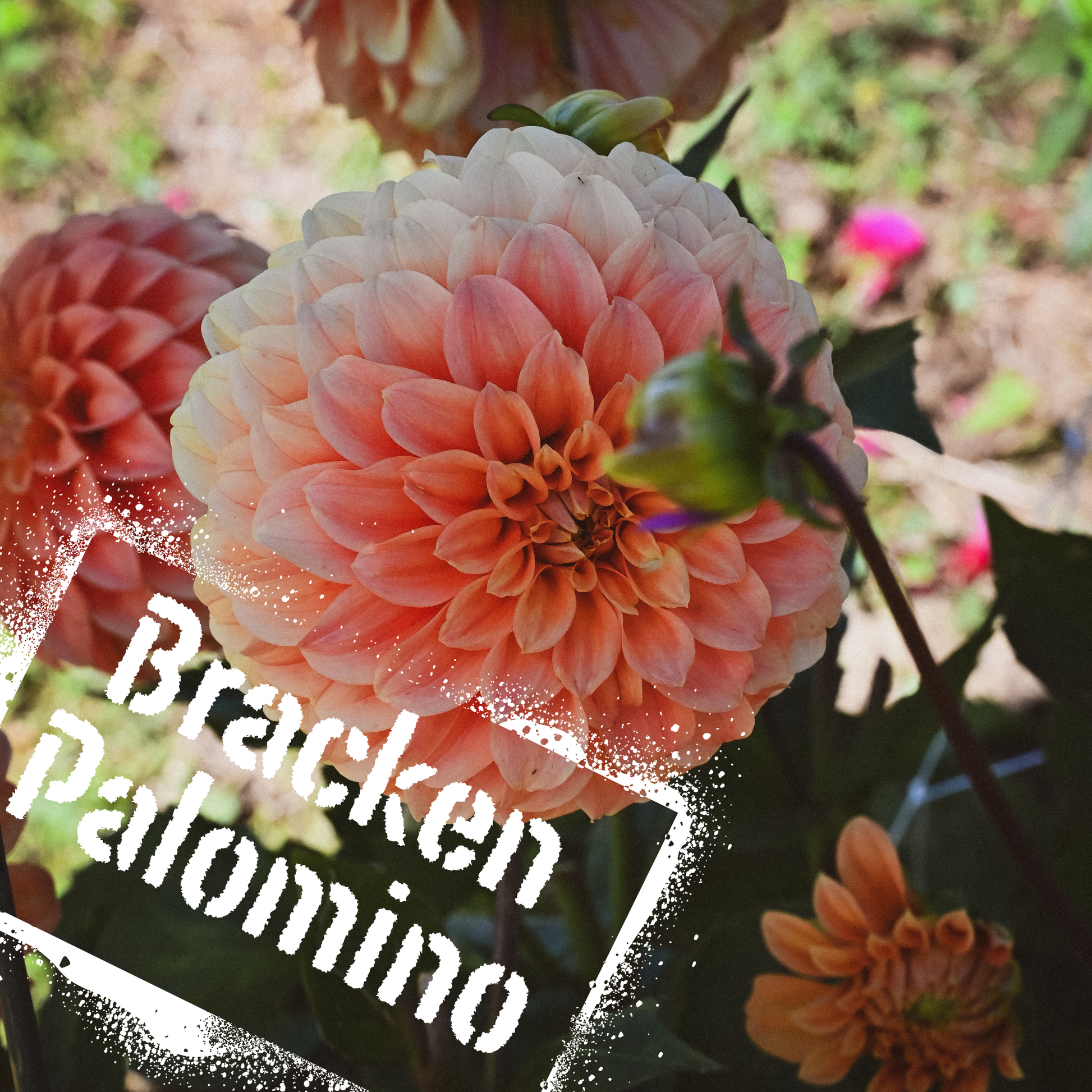 Glowing peach decorative dahlia. Bracken Palomino tubers available for purchase in Spring