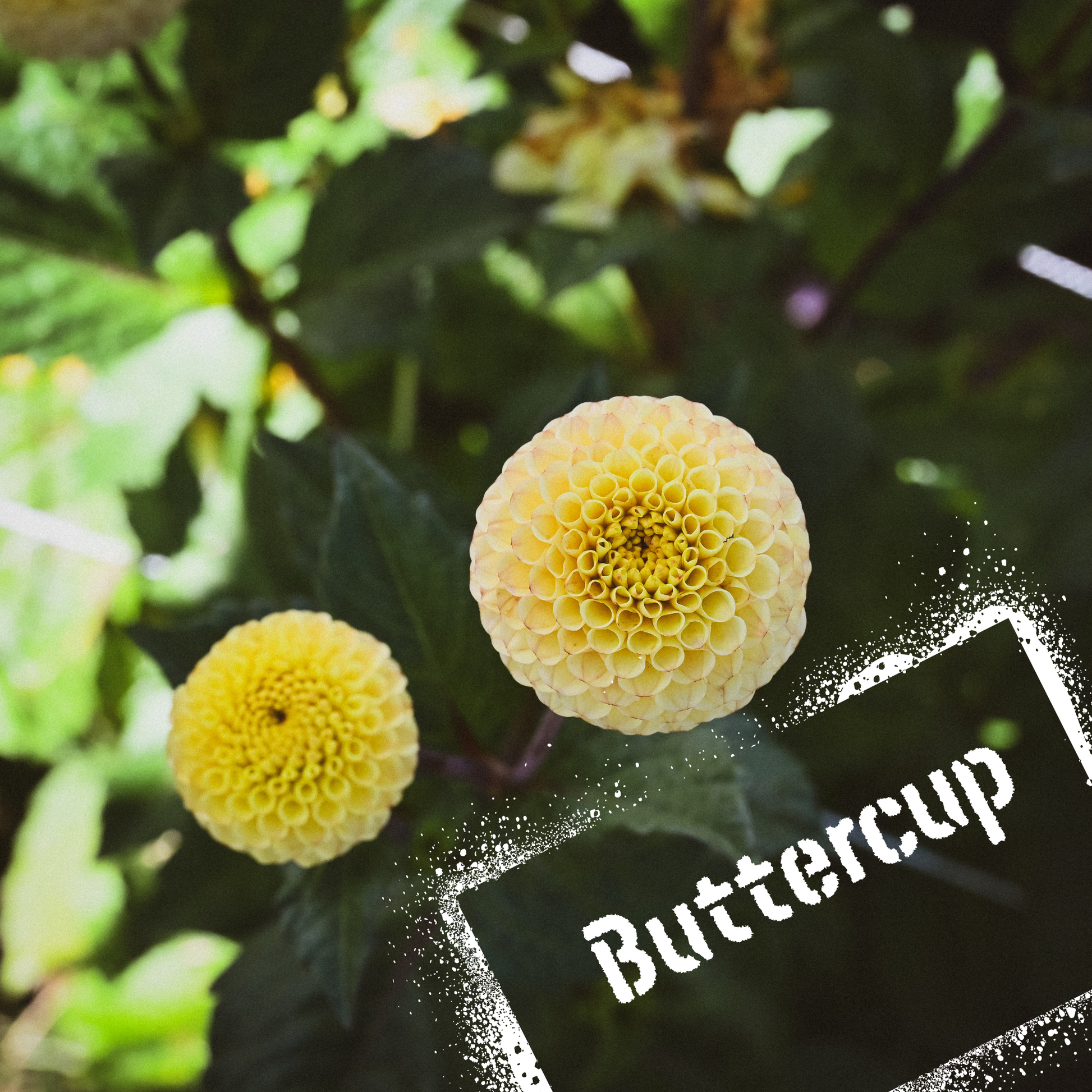 Buttercup dahlia tubers - The Wildstyler NZ