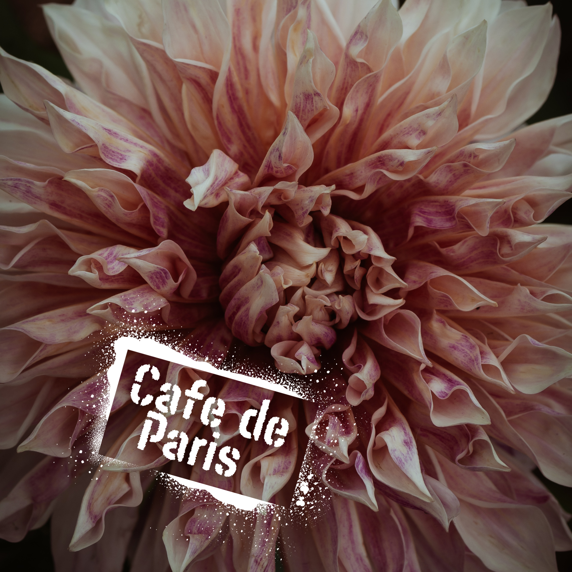 Creamy cafe au lait tones but with more personality. Cafe de paris tubers available in spring from The Feral Flower Farm.