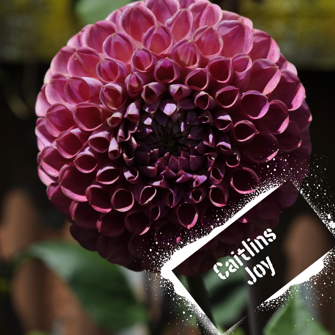 Watermelon pink dahlia bloom. Tubers for sale soon. NZ-grown.