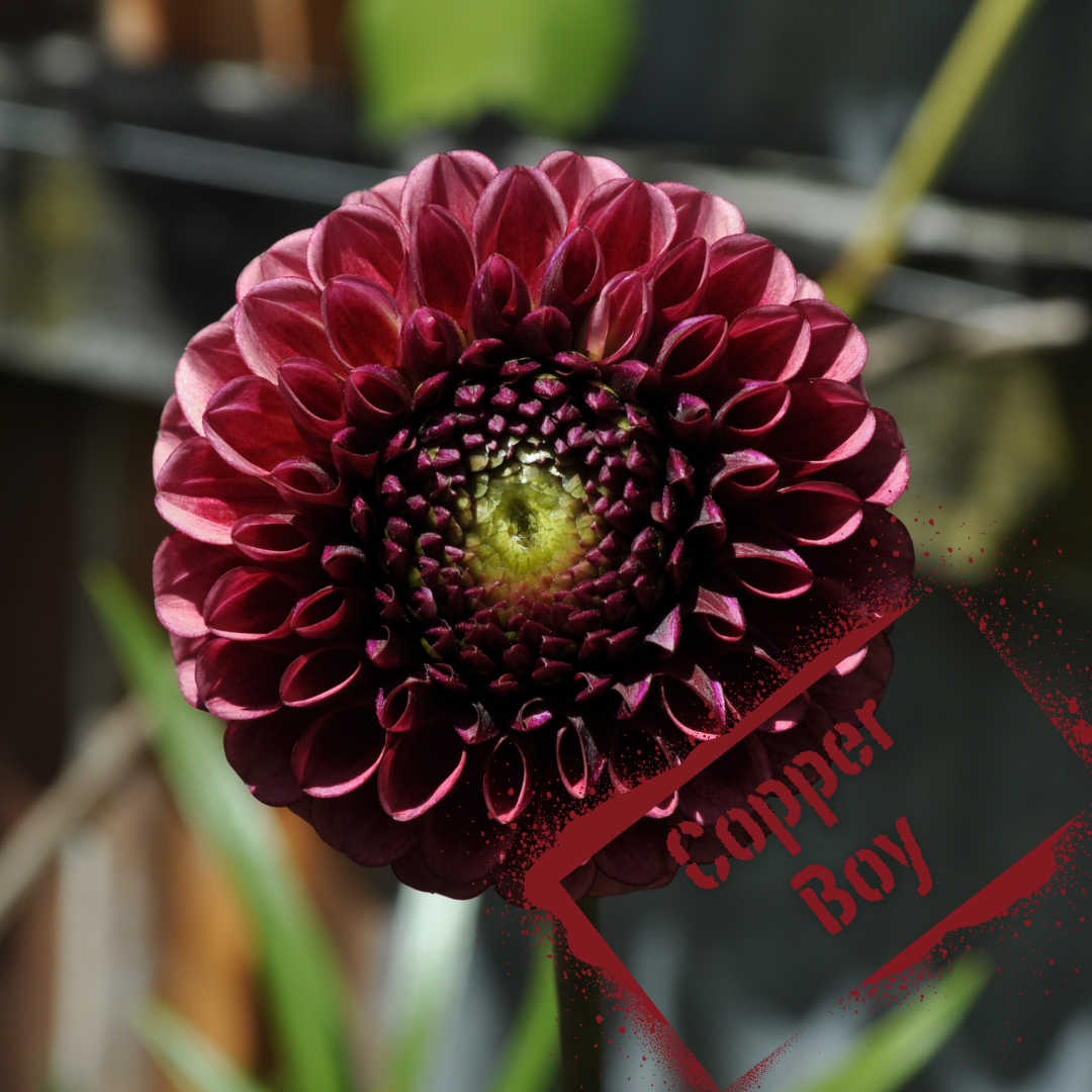 Metallic rustic charm, Copper Boy dahlia. Tubers available in Spring to purchase. Delivery NZ-wide