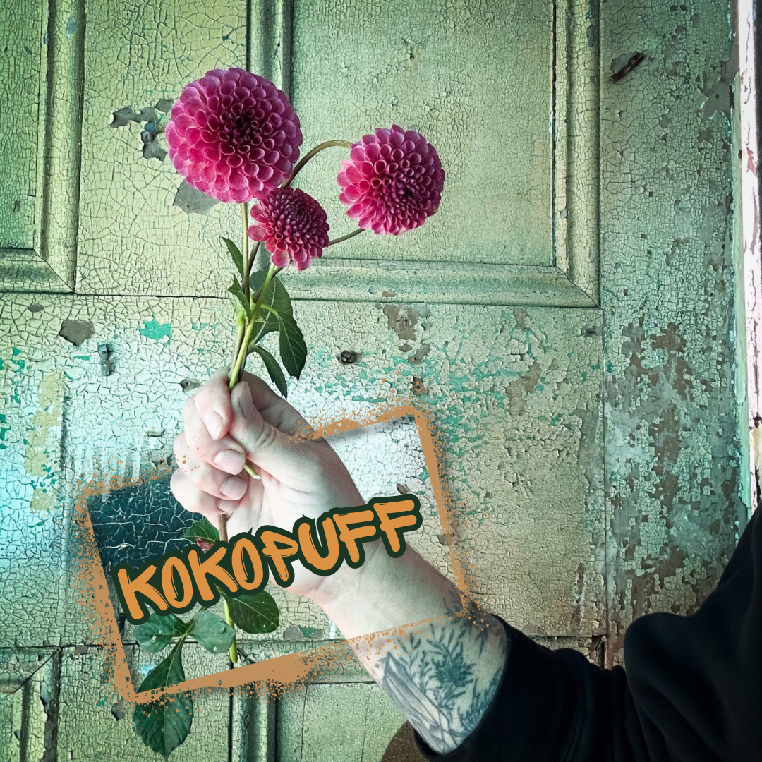 Kokopuff Dahlia Tuber
