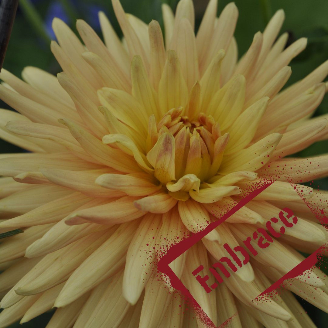 apricot cactus dahlia variety. Embrace dahlia tubers are nz-grown and available now