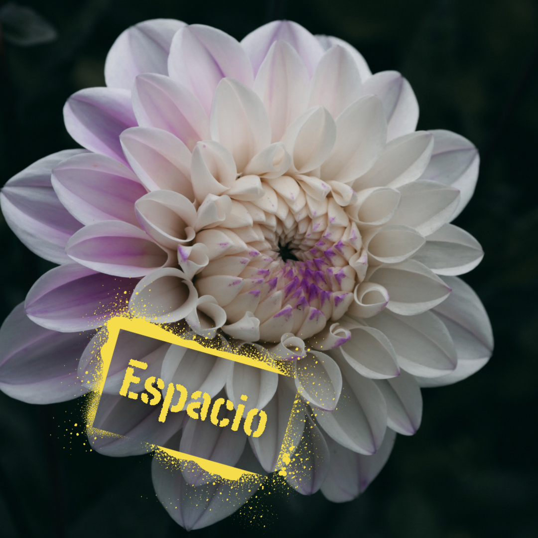 Espacio dahlia tubers. NZ-grown and avalable from The Wildstyler NZ