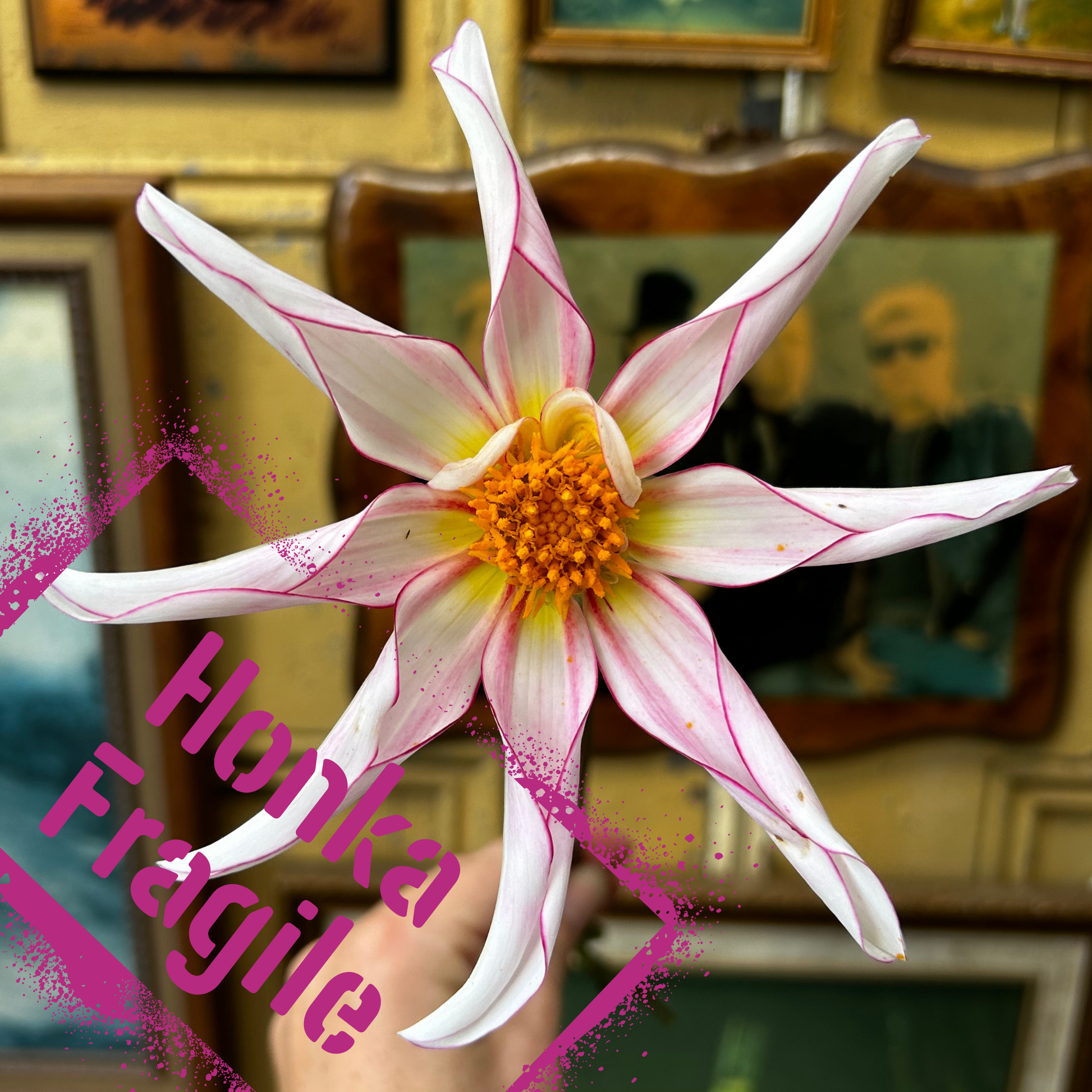 Wild and weird orchid dahlia, Honka Fragile tubers are available from The Wildstyler NZ