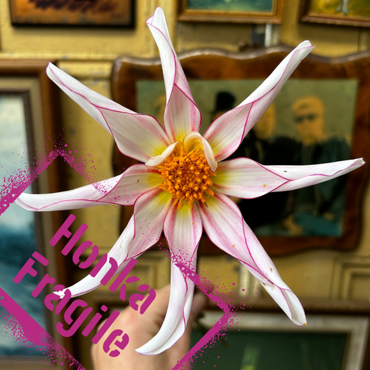 Wild and weird orchid dahlia, Honka Fragile tubers are available from The Wildstyler NZ