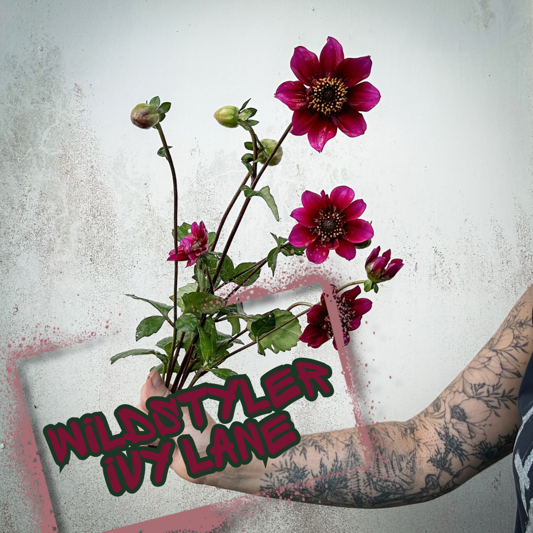 Wildstyler Ivy Lane Dahlia Tuber