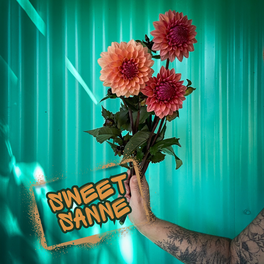 Sweet Sanne Dahlia Tuber