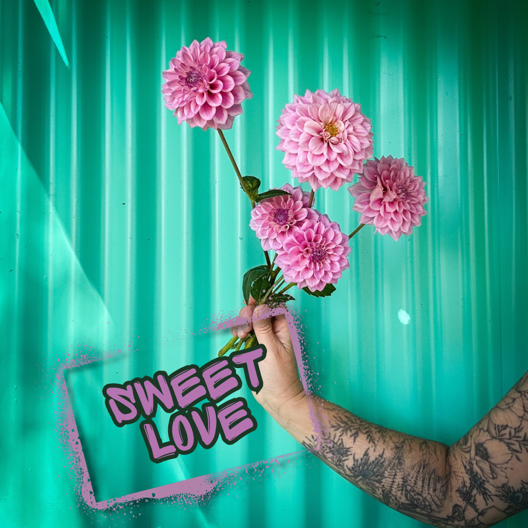 Sweet Love Dahlia Tuber