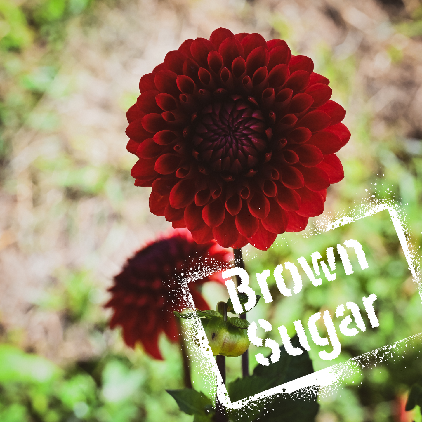 Brown Sugar Dahlia Tuber