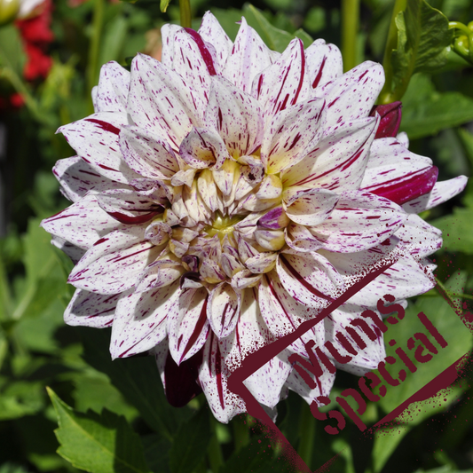 Huge pink and white candy came stripe dahlia. Tubers available now from The Wildstyler.