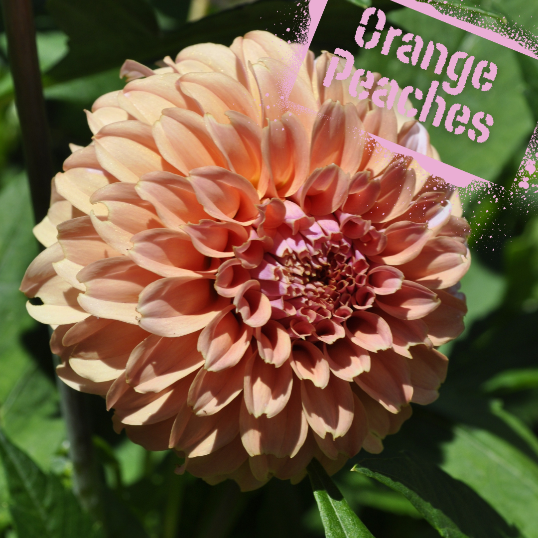 Soft and romantic orange peaches n' cream dahlia tubers available to buy online in NZ from August.