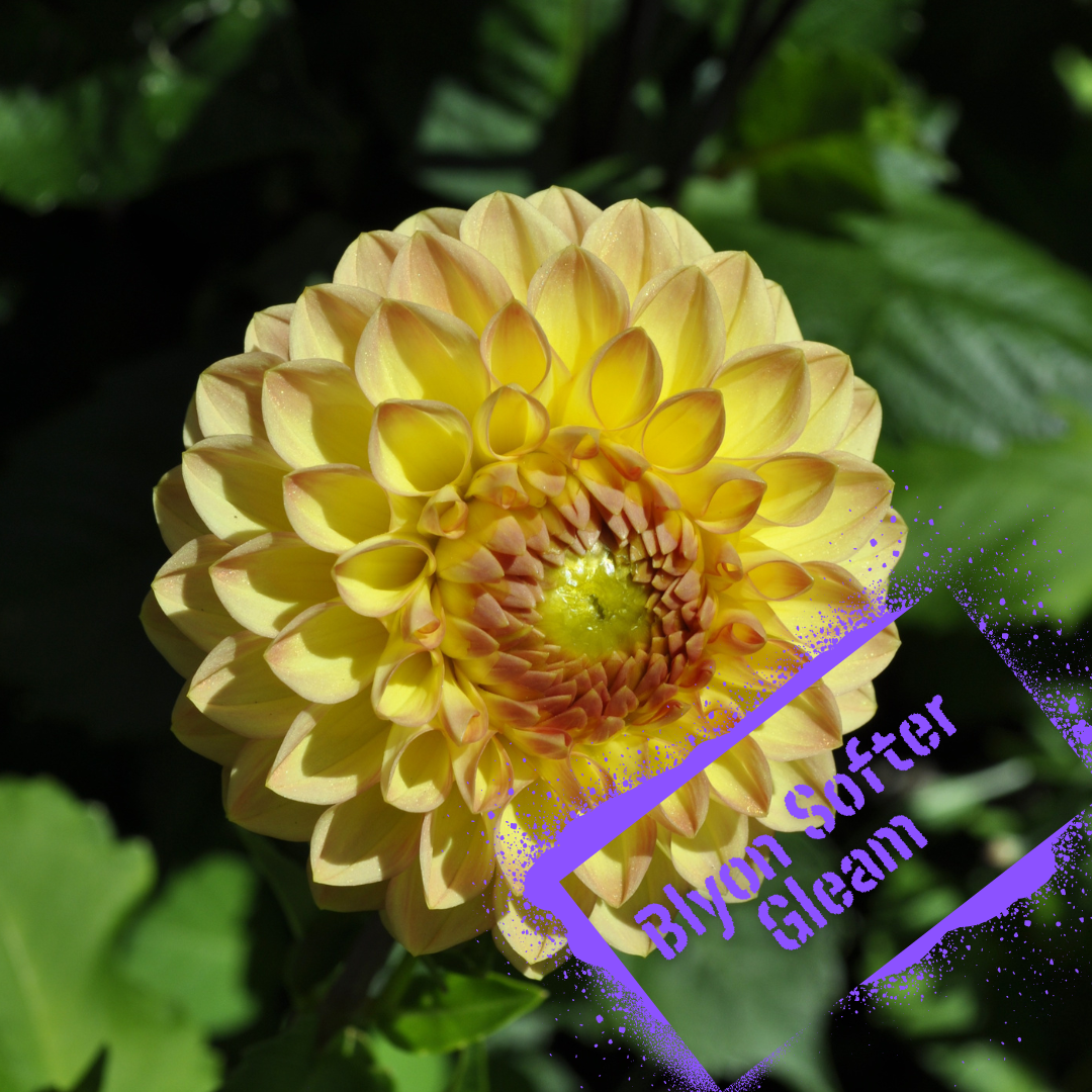 Blyton Softer Gleam Dahlia Tuber