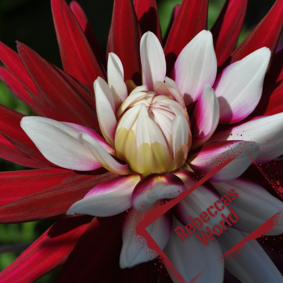 Striking crimson and white bicolour decorative dahlia. Tubers available online in August.