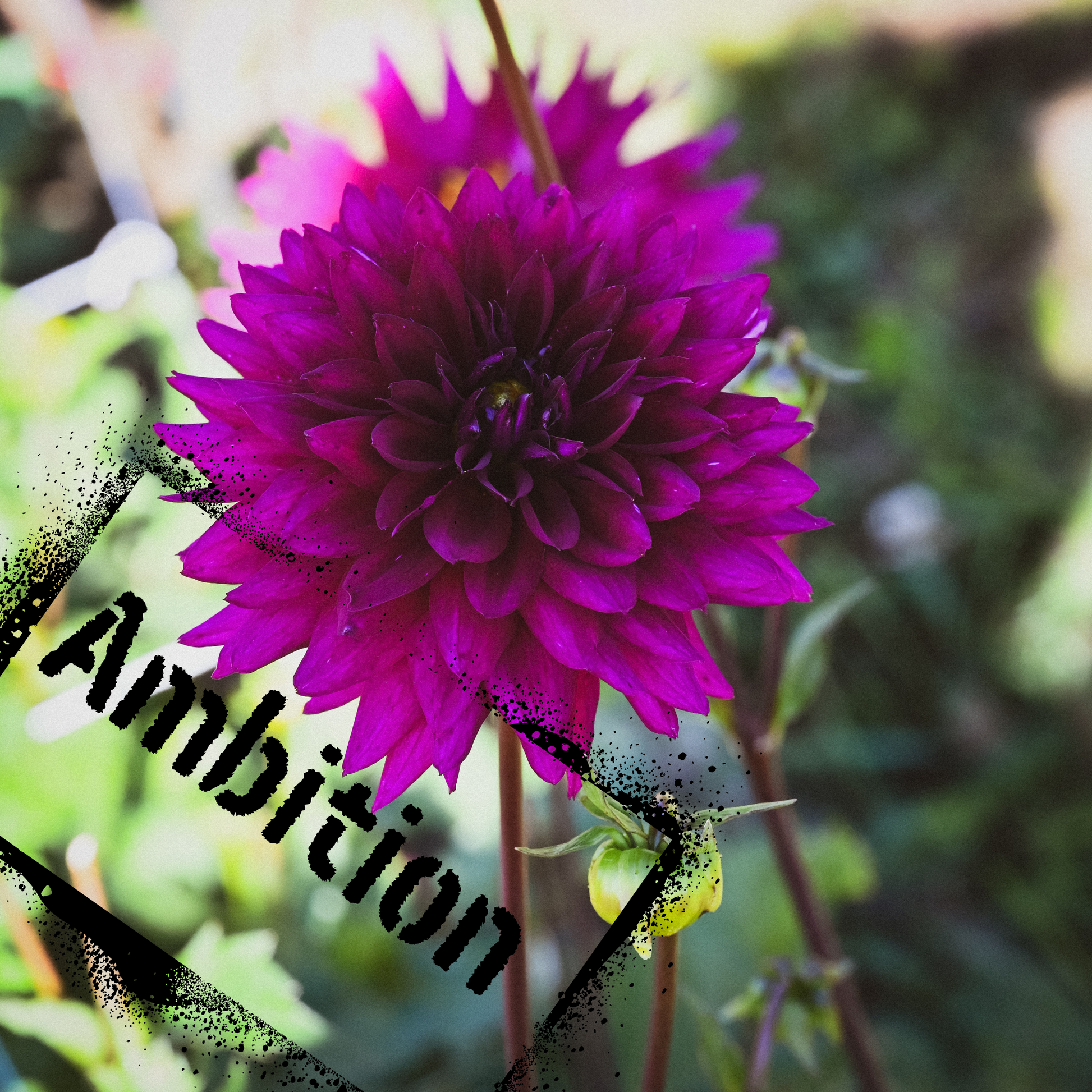 Ambition dahlia tuber from feral flower farm. Available for purchase soon. Healthy tubers to you