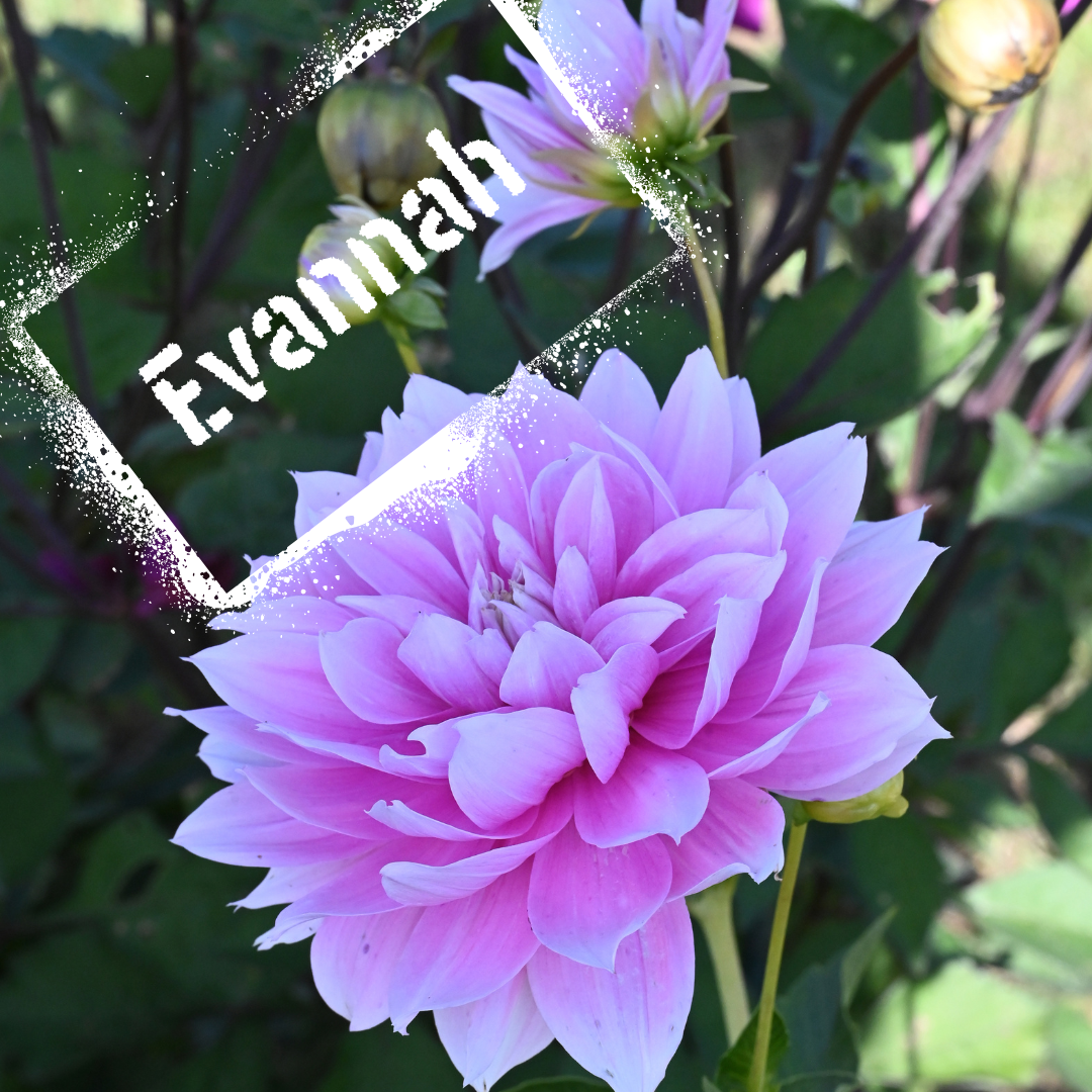 Evannah Dahlia in bloom. NZ-grown tubers available late winter,