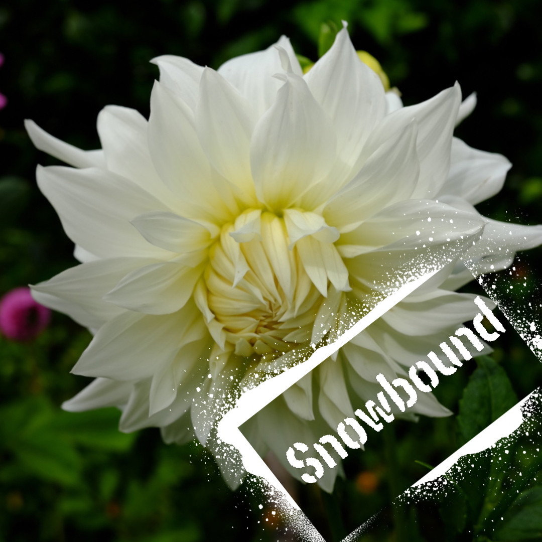 Frilly white dahlia blooms, snowbound steals the show. Tubers for sale from The Wildstyler NZ