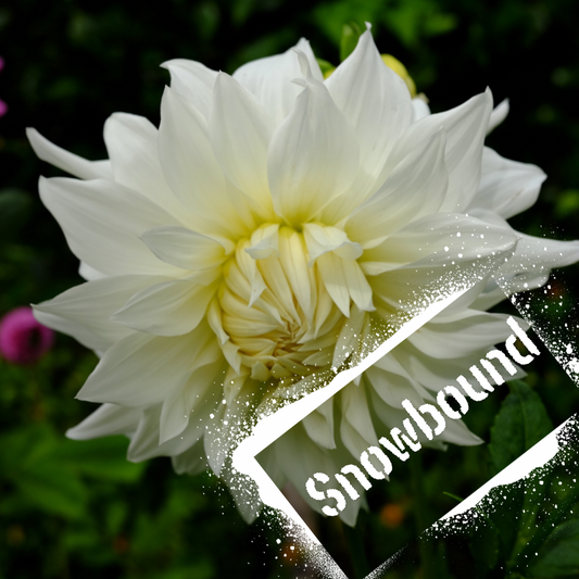 Frilly white dahlia blooms, snowbound steals the show. Tubers for sale from The Wildstyler NZ