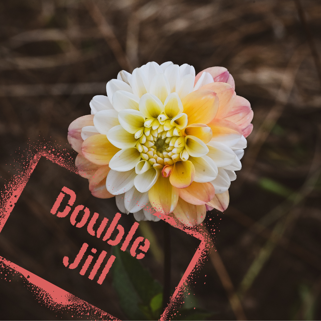 Double Jill