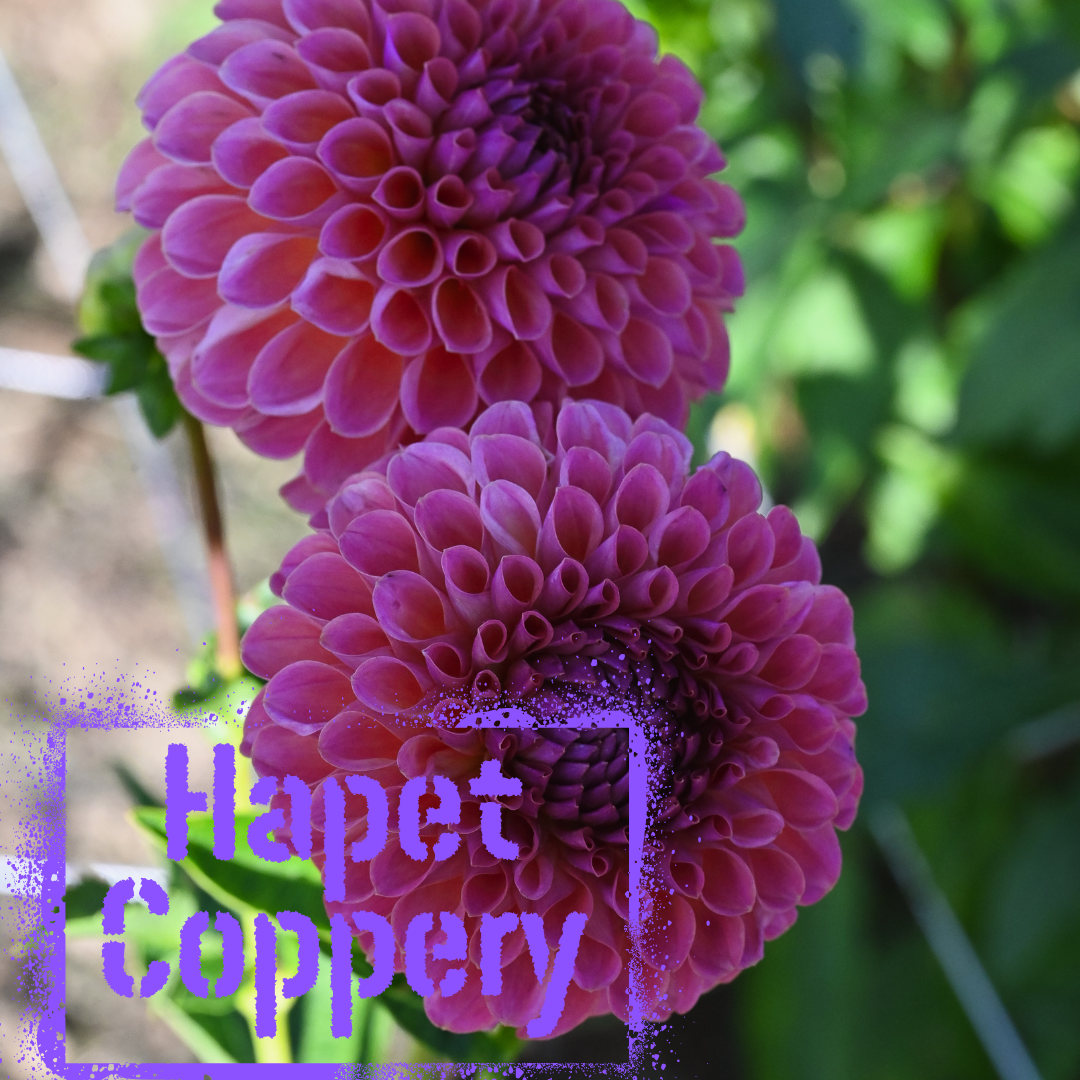 Hapet Coppery