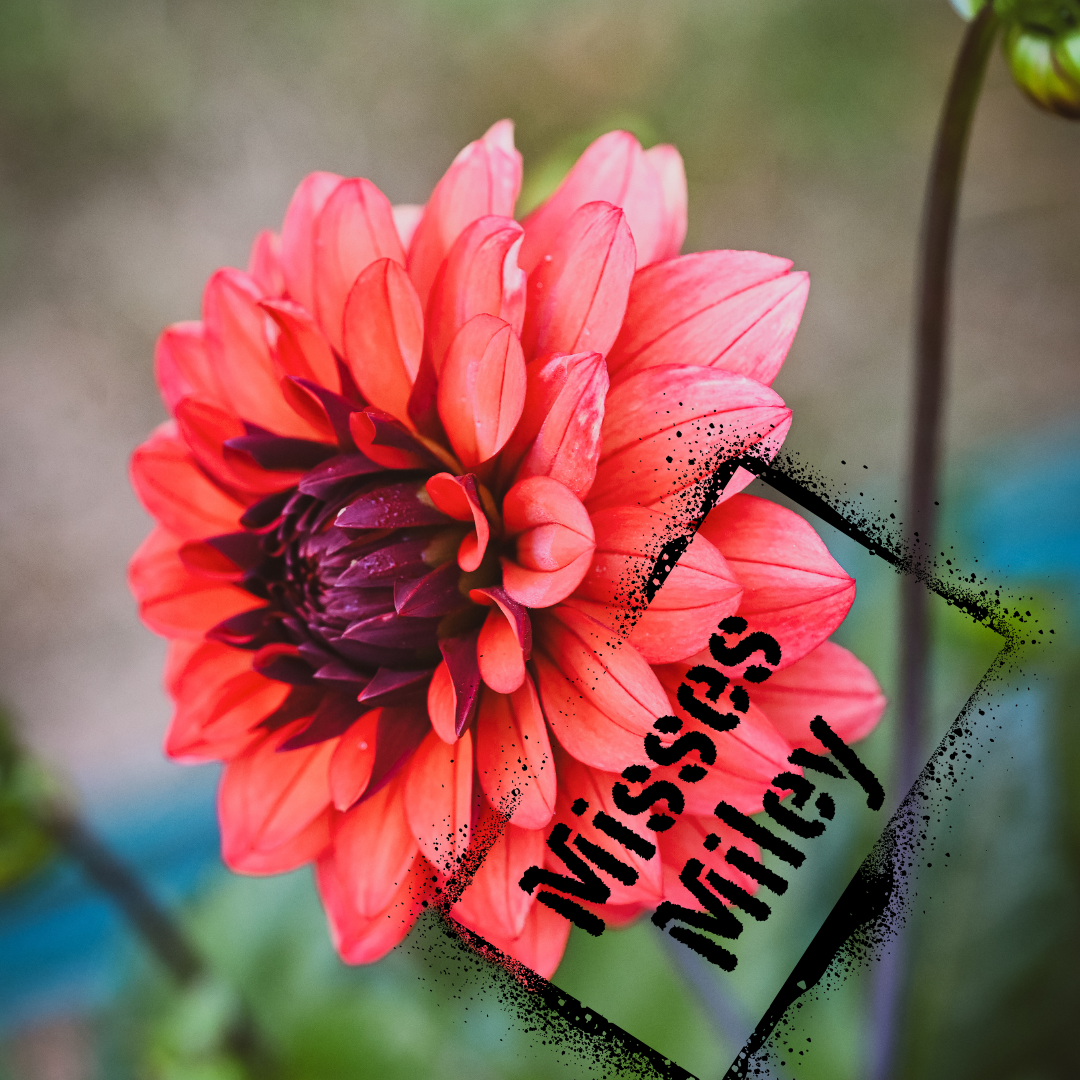 Misses Milley dahlia in bloom - Healthy tubers available for purchase in New Zealand from The Wildstyler in August