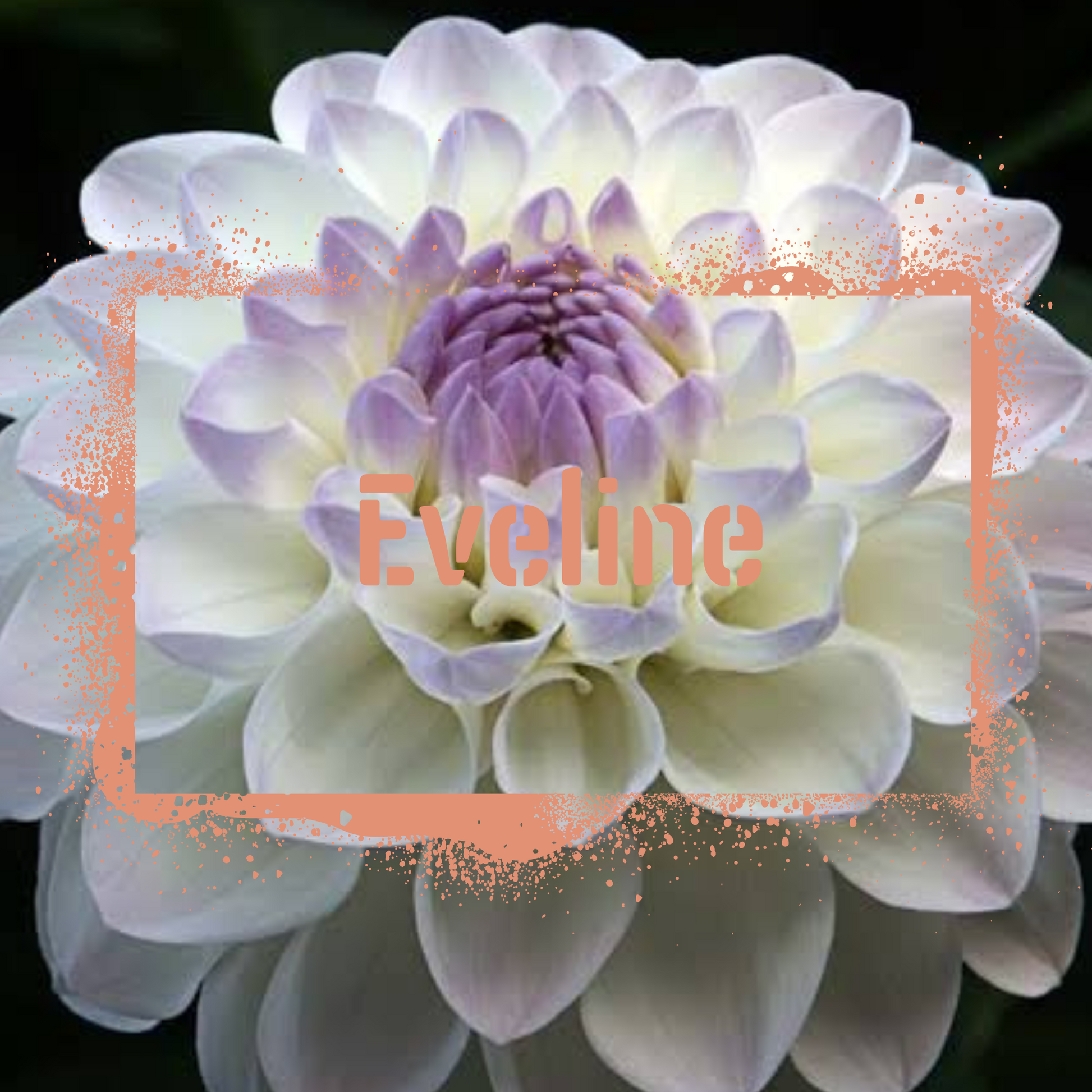 Eveline Dahlia in full Bloom. NZ-grown tubers available to buy online from Feral Flower Farm NZ