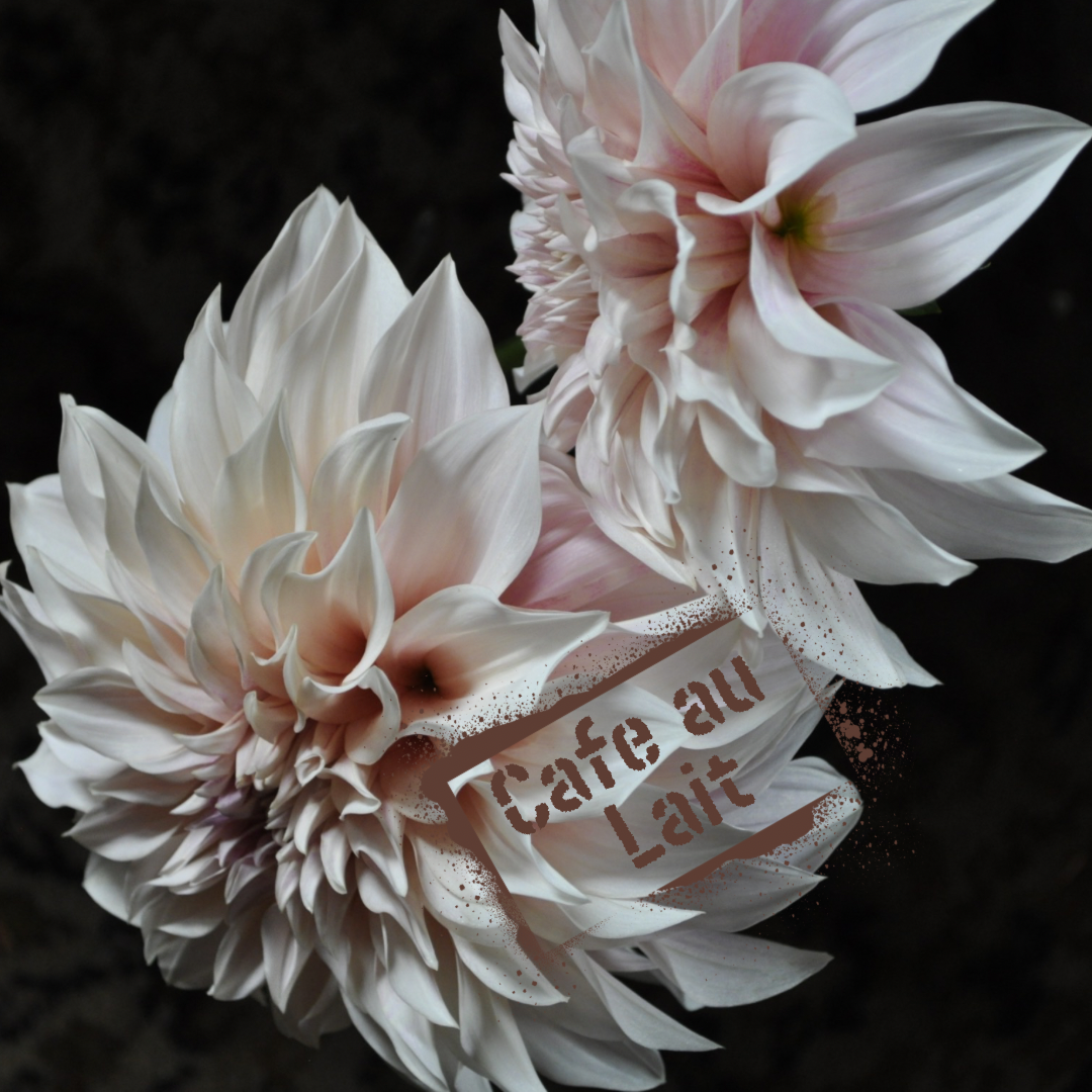 Cafe au Lait NZ-grown tubers available now