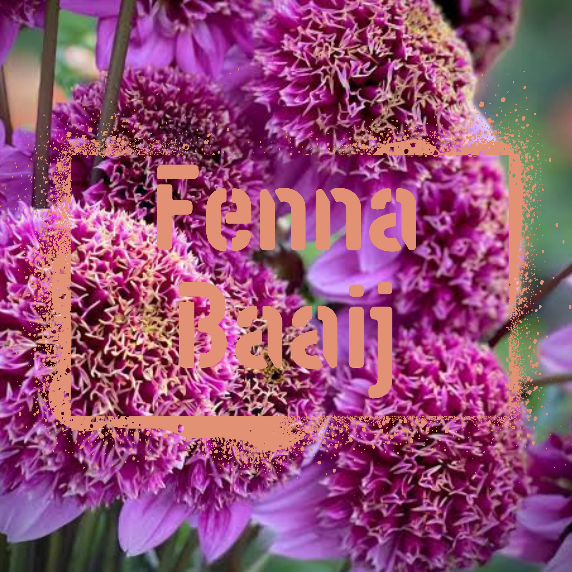 Fenna Baaij dahlia tubers are for sale in nz in Spring