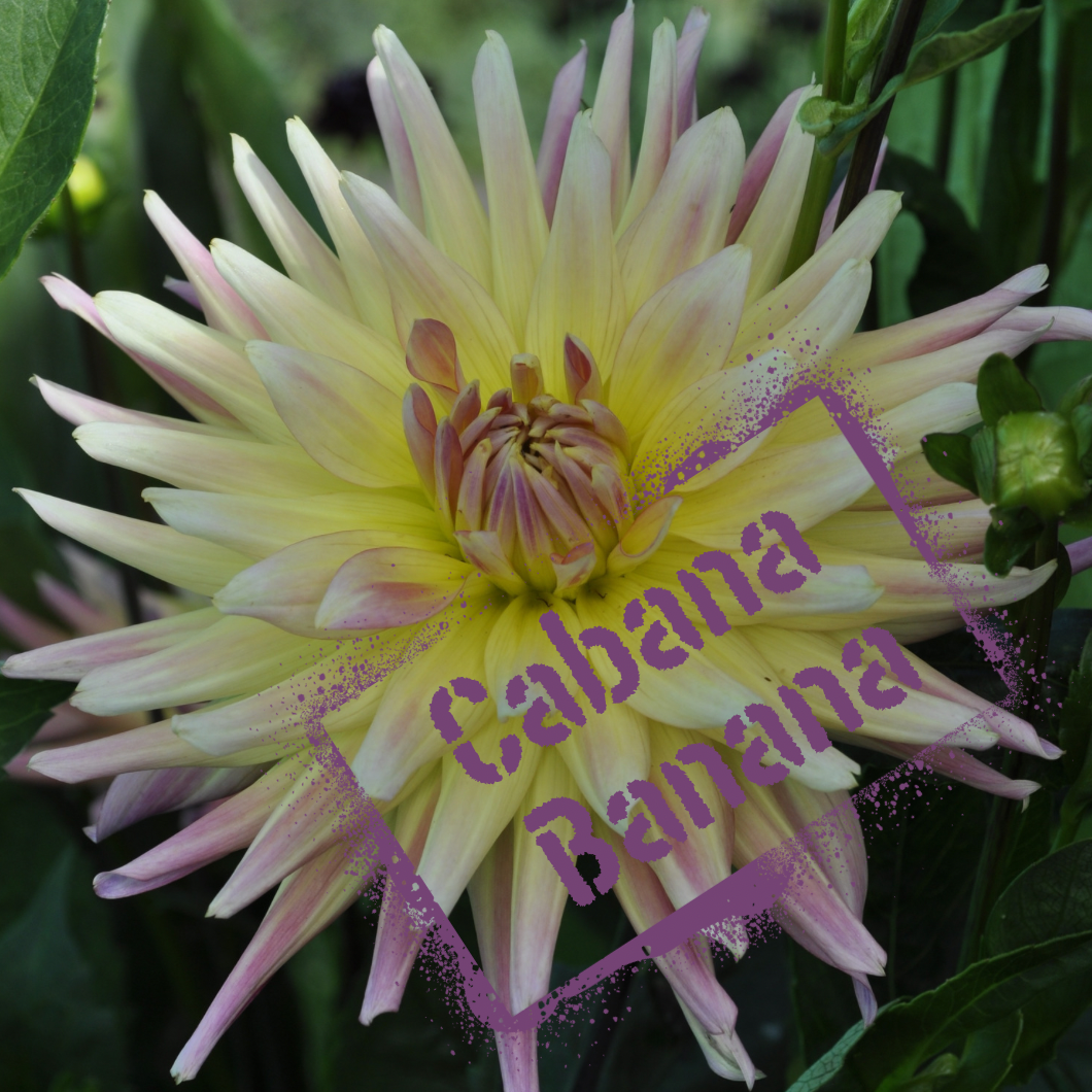 Dahlia Tuber Cabana Banana - The Wildstyler. NZ-gown tubers for sale