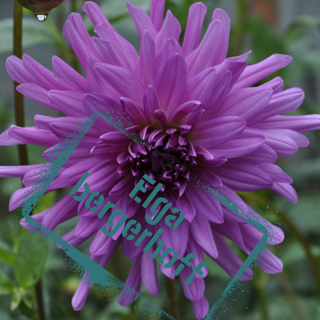 Elga bergerhoff dahlia tuber - the wildstyler nz. Bright lavender bloom.