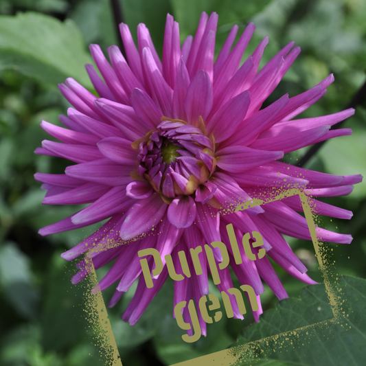 Purple Gem dahlia tuber - The Wildstyler NZ. Tubers for sale in August.