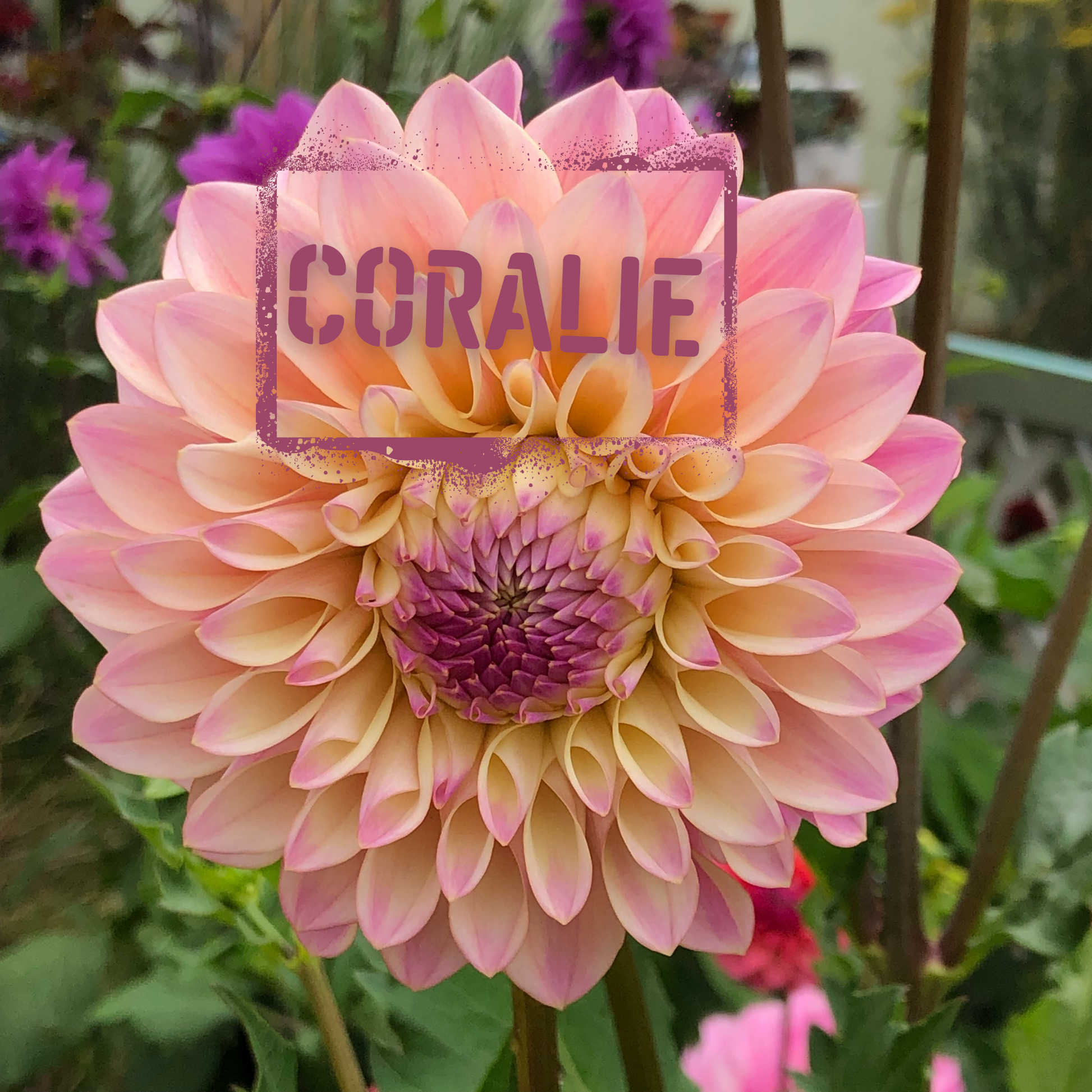 Coralie Dahlia Tuber - The Wildstyler NZ