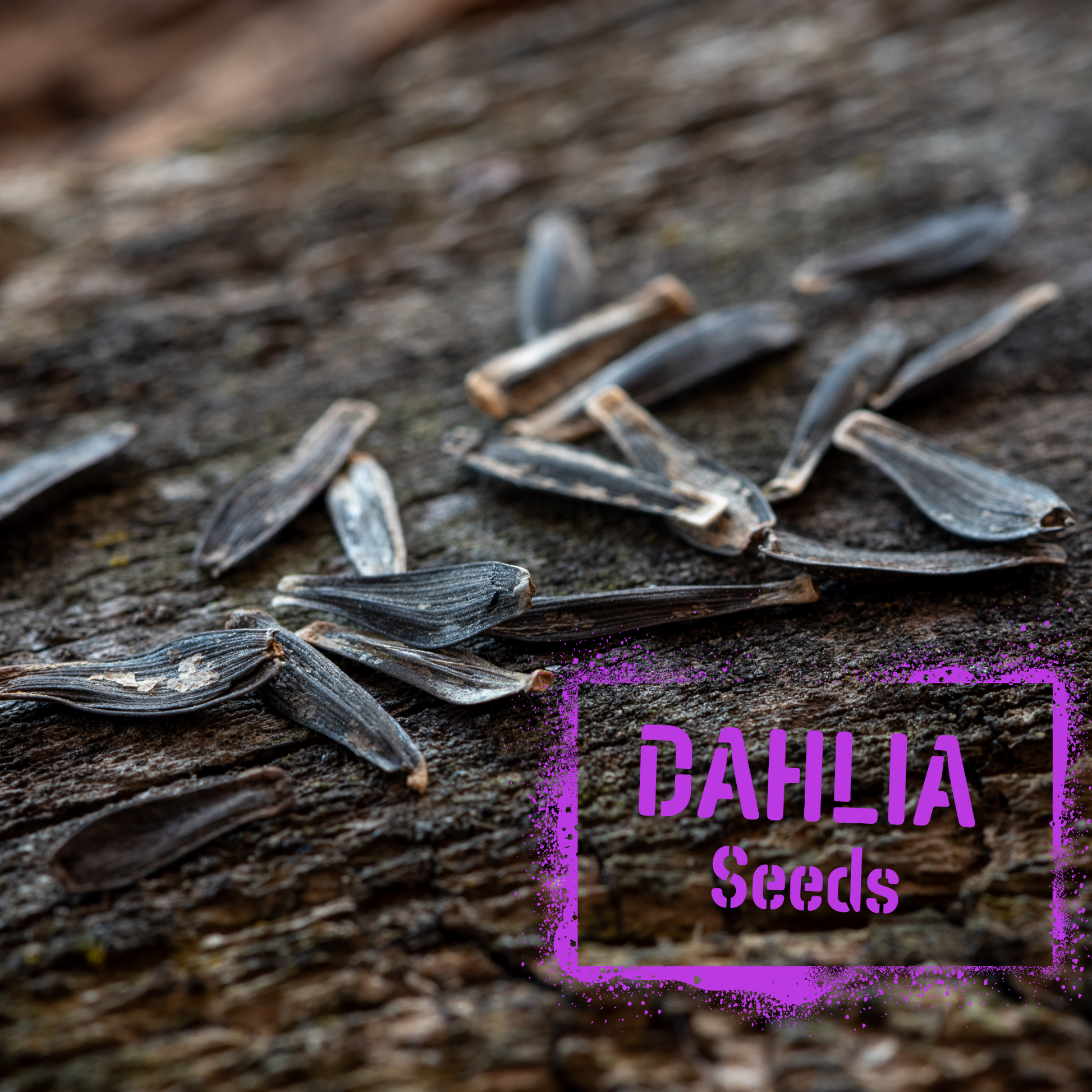 Dahlia Seeds for sale - The Wildstyler. Levin, NZ