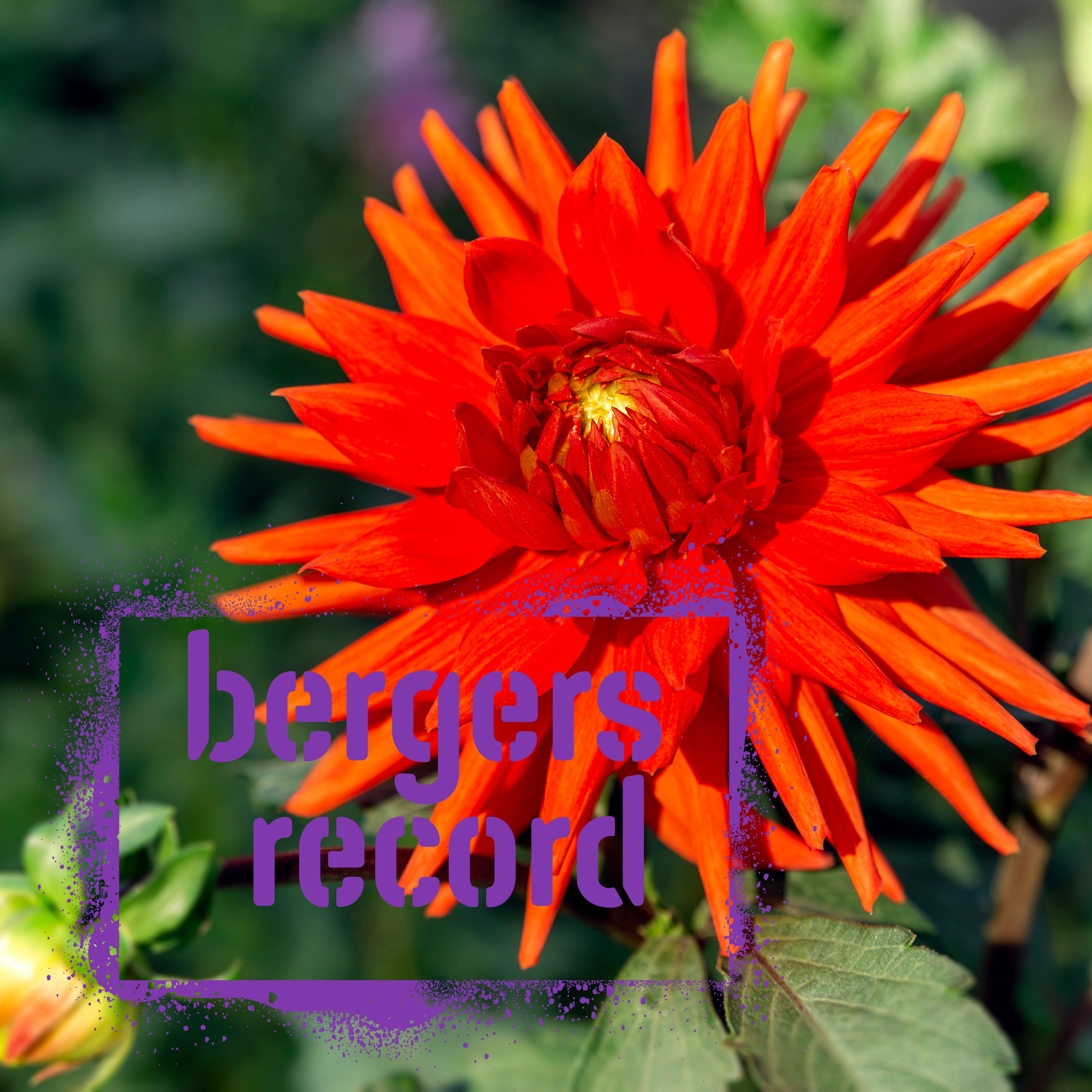 The Wildstyler NZ Dahlia Tuber - Bergers Record