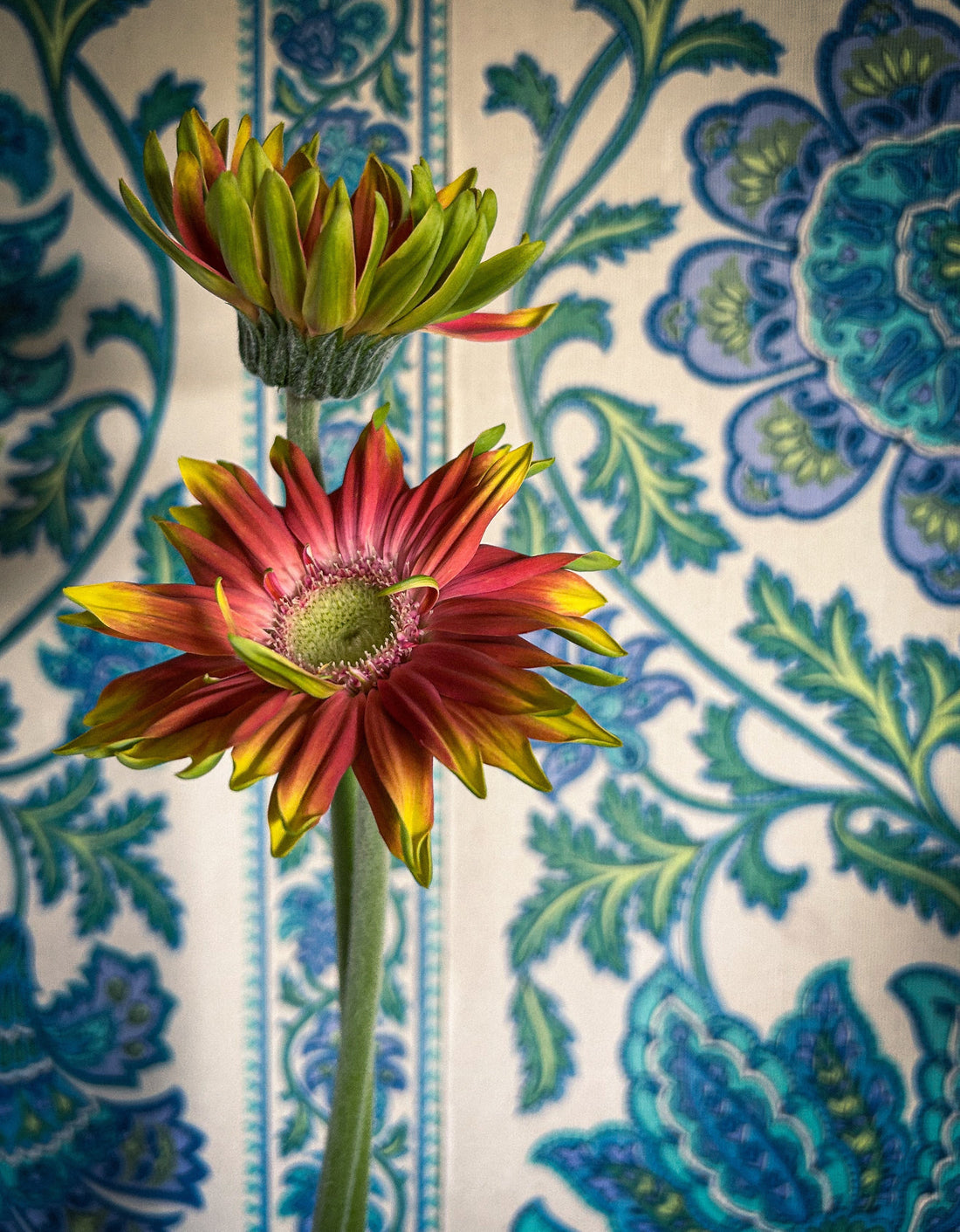 Feral Flower Farm - Now Growing Specialty Gerbera in New Zealand