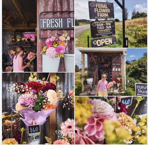 Feral Flower Farm Featured by Horowhenua NZ - Growing Wild, Seasonal Flowers in Aotearoa